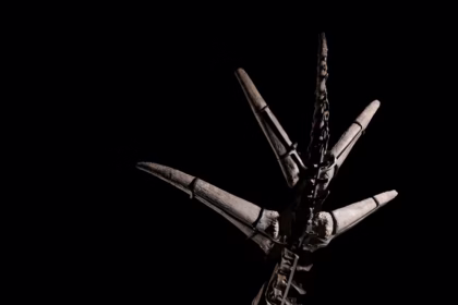 Stegozauro skeleto aukcionas