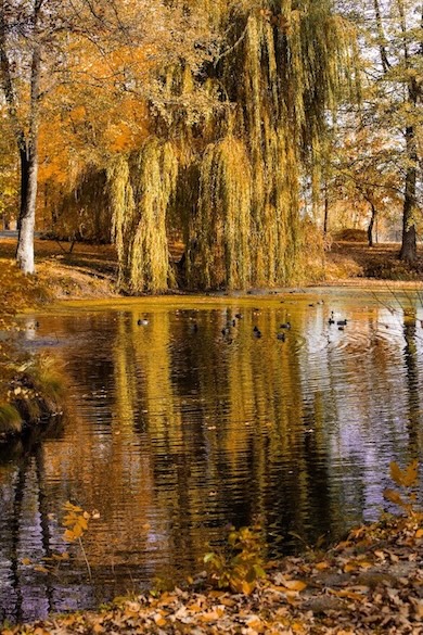 Pauk&scaron;čiai Manor House Spa parke