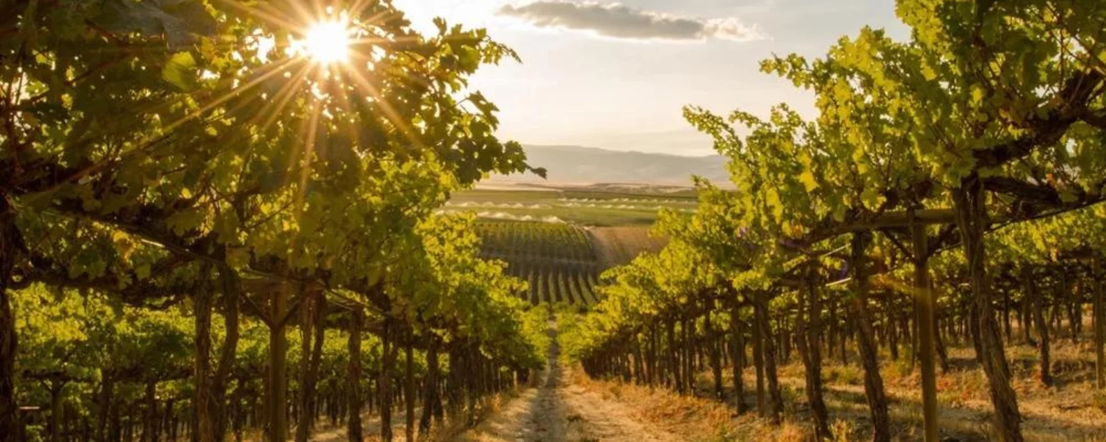 Vynuogynas Lenkijoje